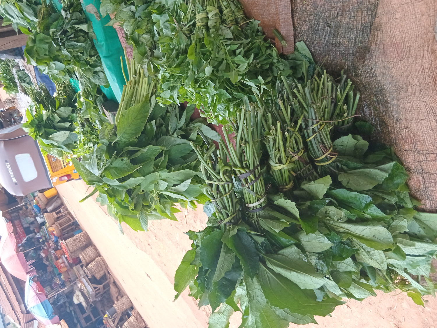 Ugwu Leaf